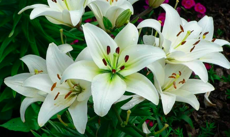 Cuidados com plantas venenosas