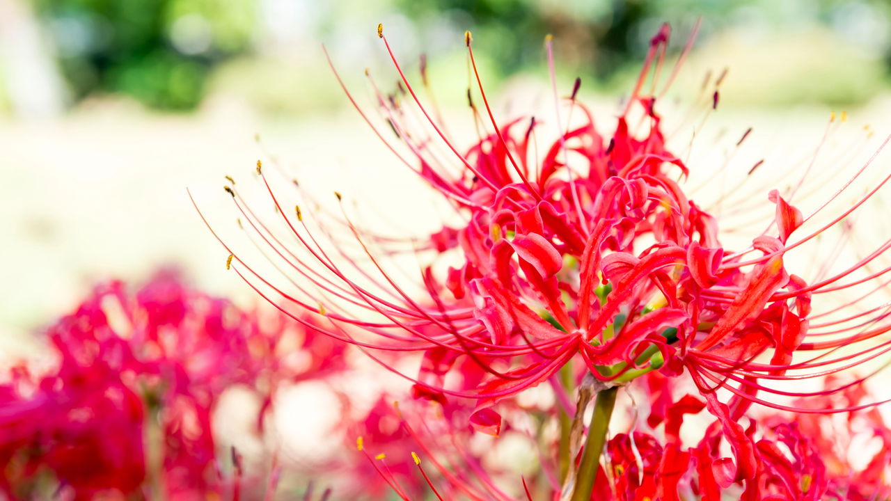 Planta tóxica mortal