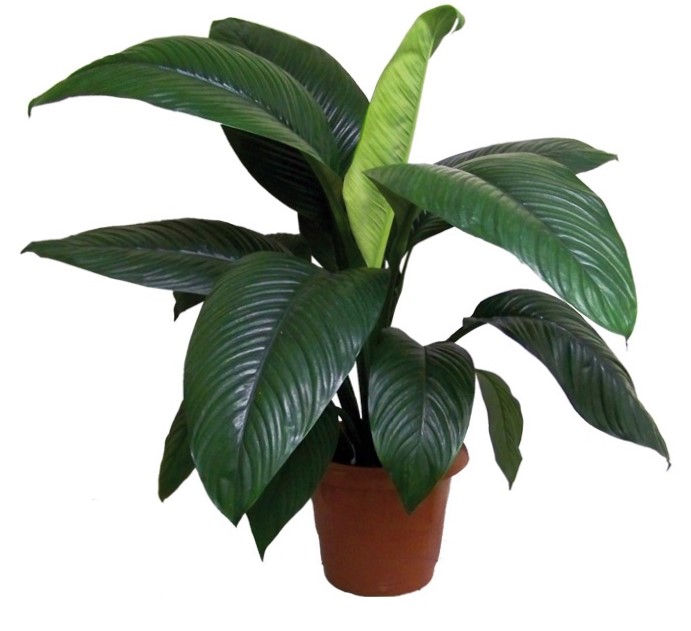 Spathiphyllum wallisii