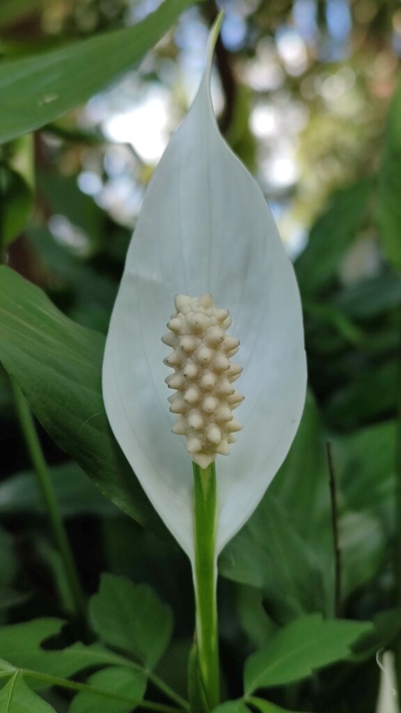 Planta purificadora de ar