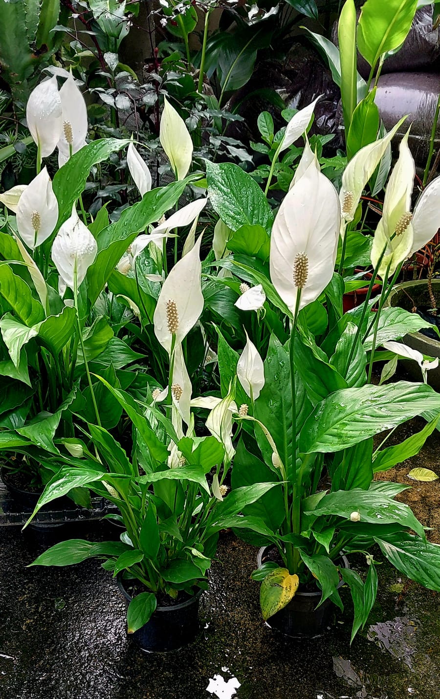 Como fazer Lírio da Paz florir