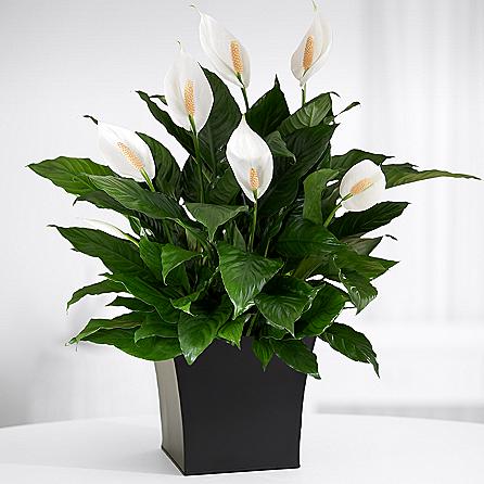 Spathiphyllum wallisii