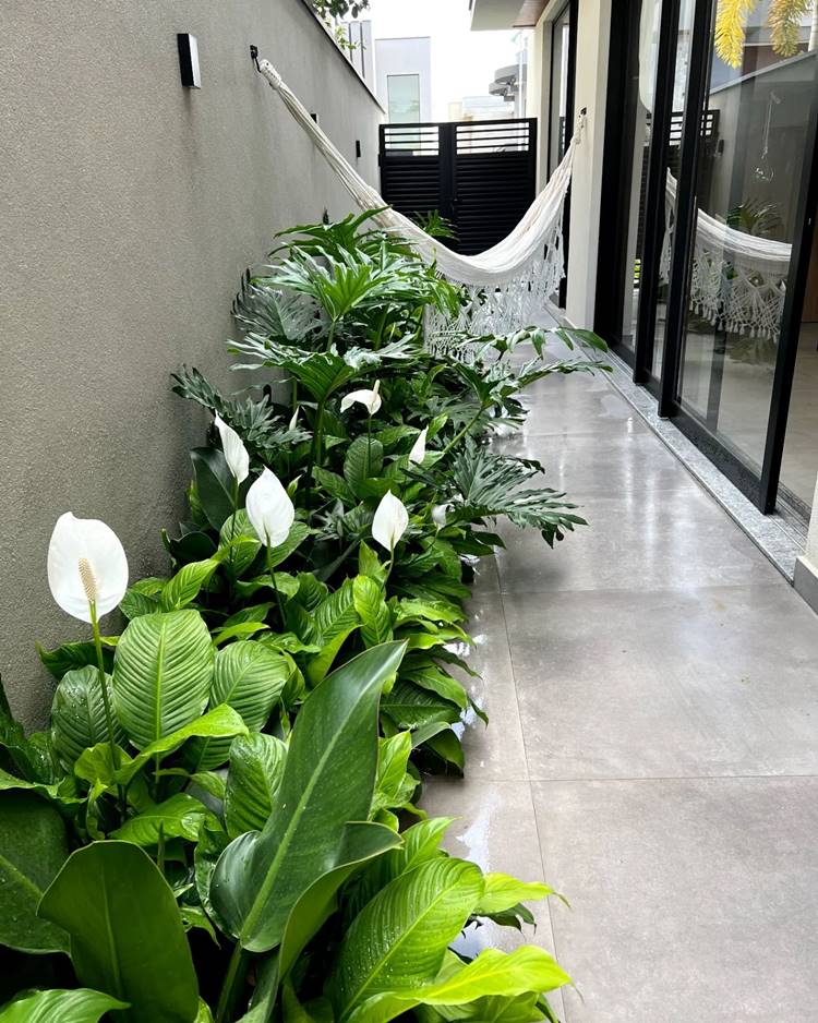 Spathiphyllum wallisii