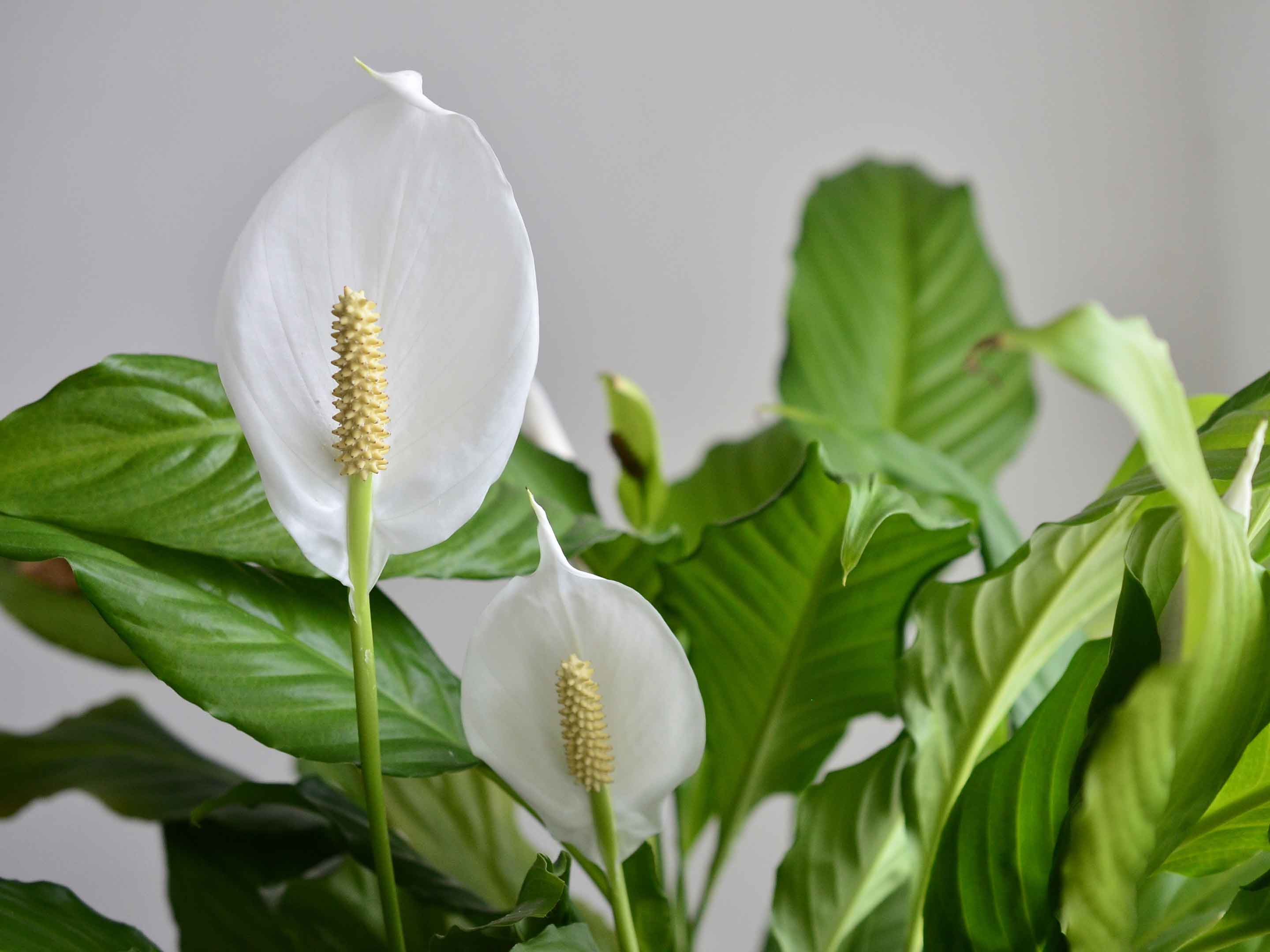 Planta purificadora de ar