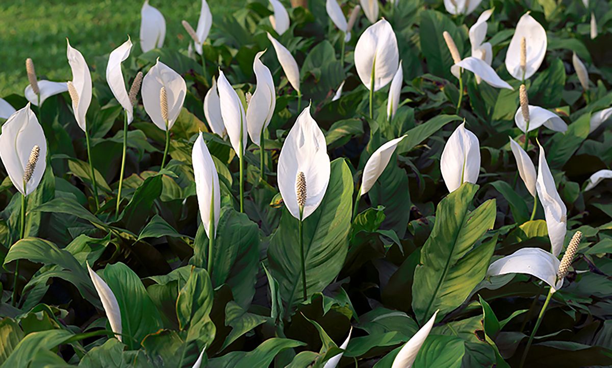 Planta purificadora de ar
