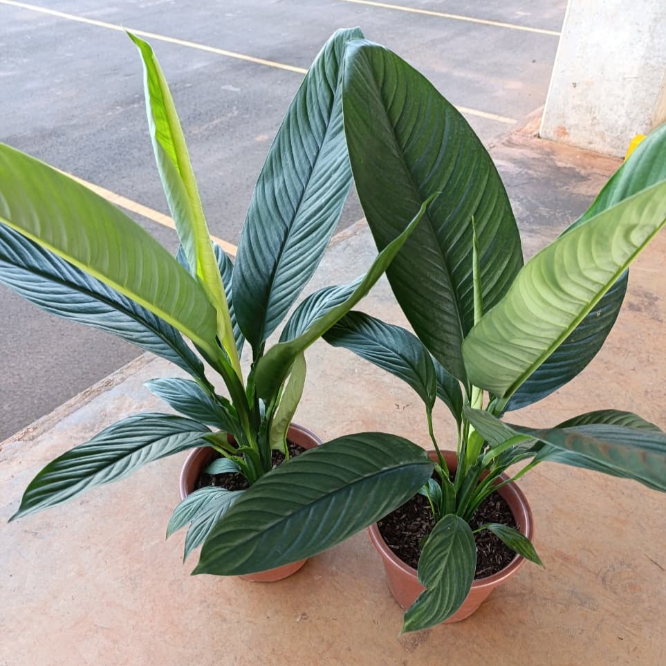 Mudas de Lírio da Paz