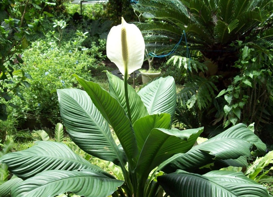 Spathiphyllum sensation