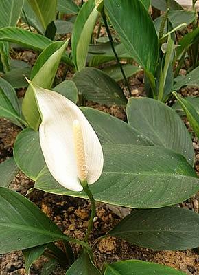 Spathiphyllum cannifolium
