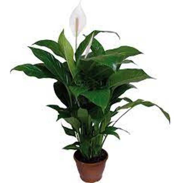 Lírio da Paz Sensation