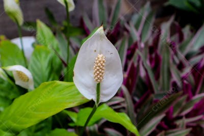 Spathiphyllum roxo