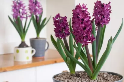 Spathiphyllum Picasso cuidados