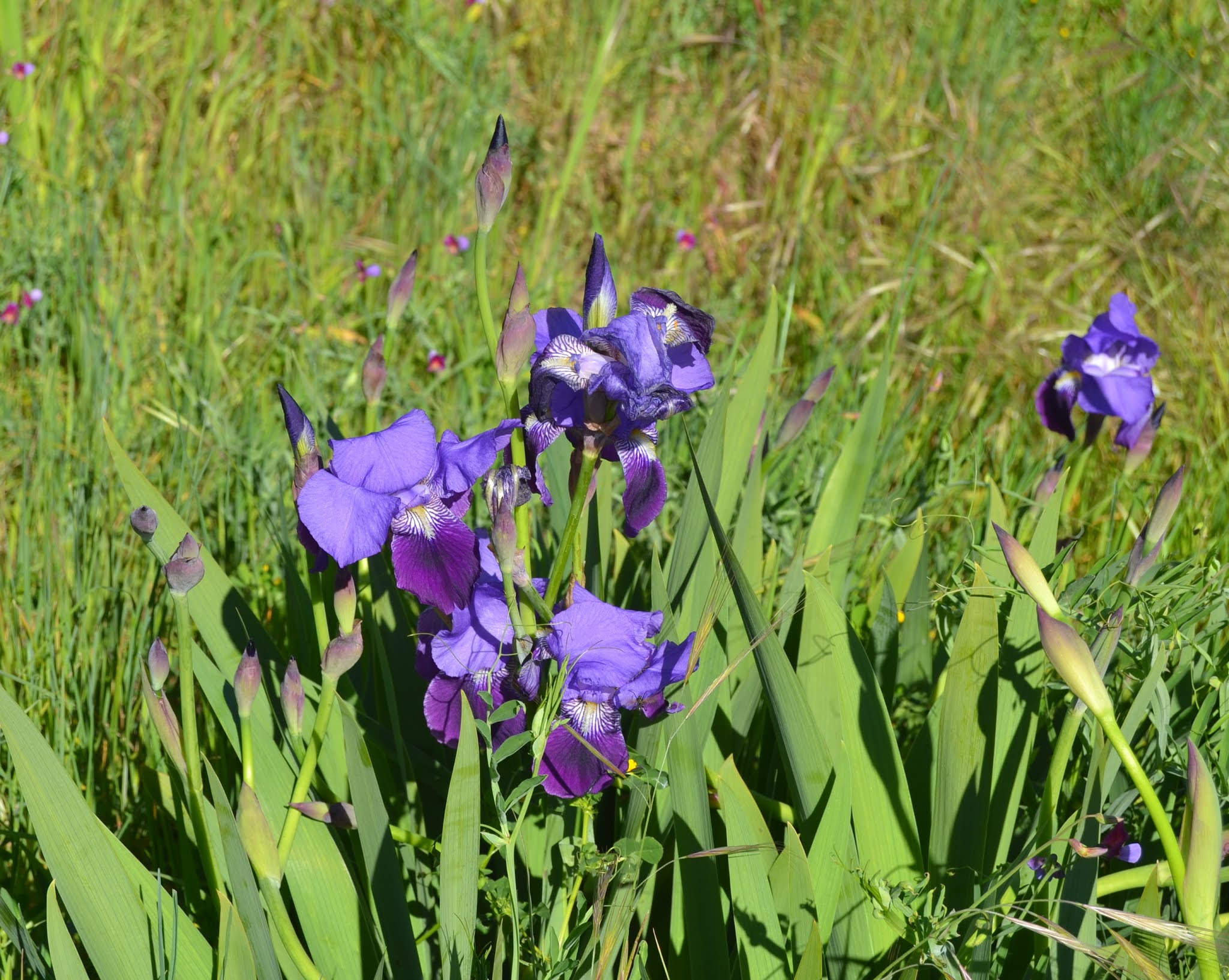 Como tingir lírio da paz