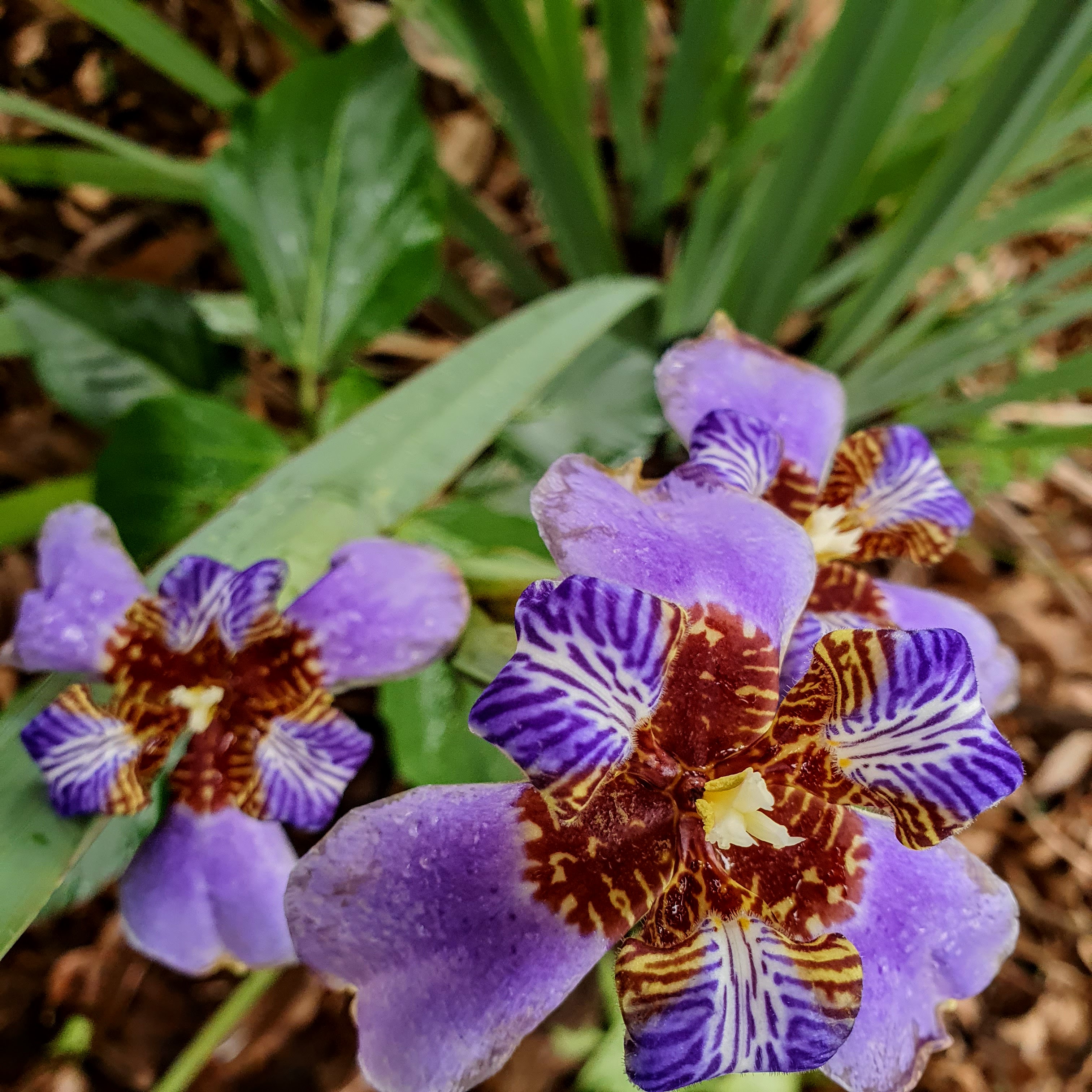 Lírio da paz com flores escuras
