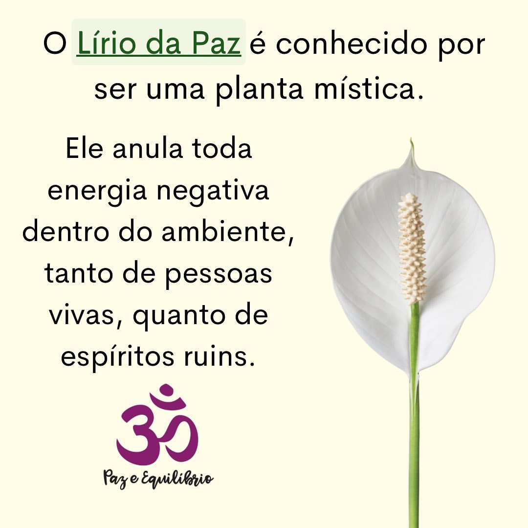 lírio da paz energia negativa