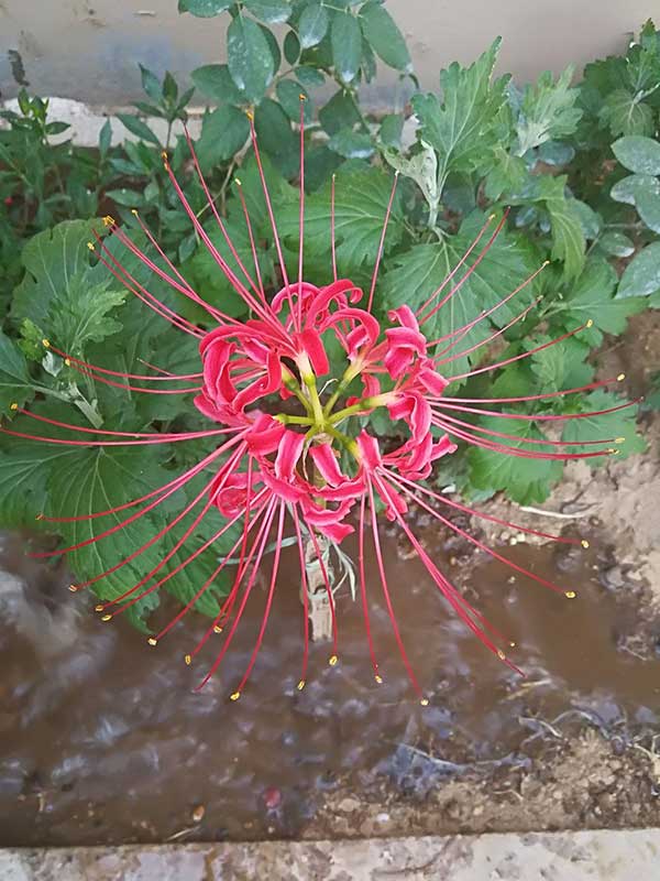 Lírio aranha vermelho significado