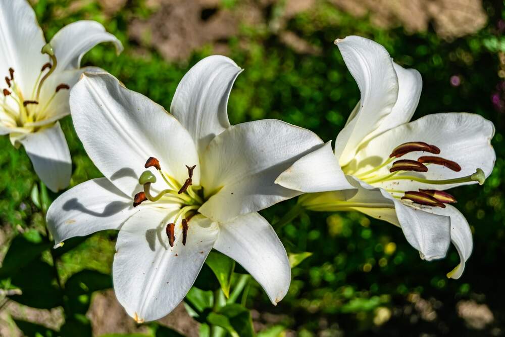 Hemerocallis