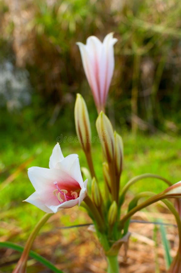 Lilium candidum