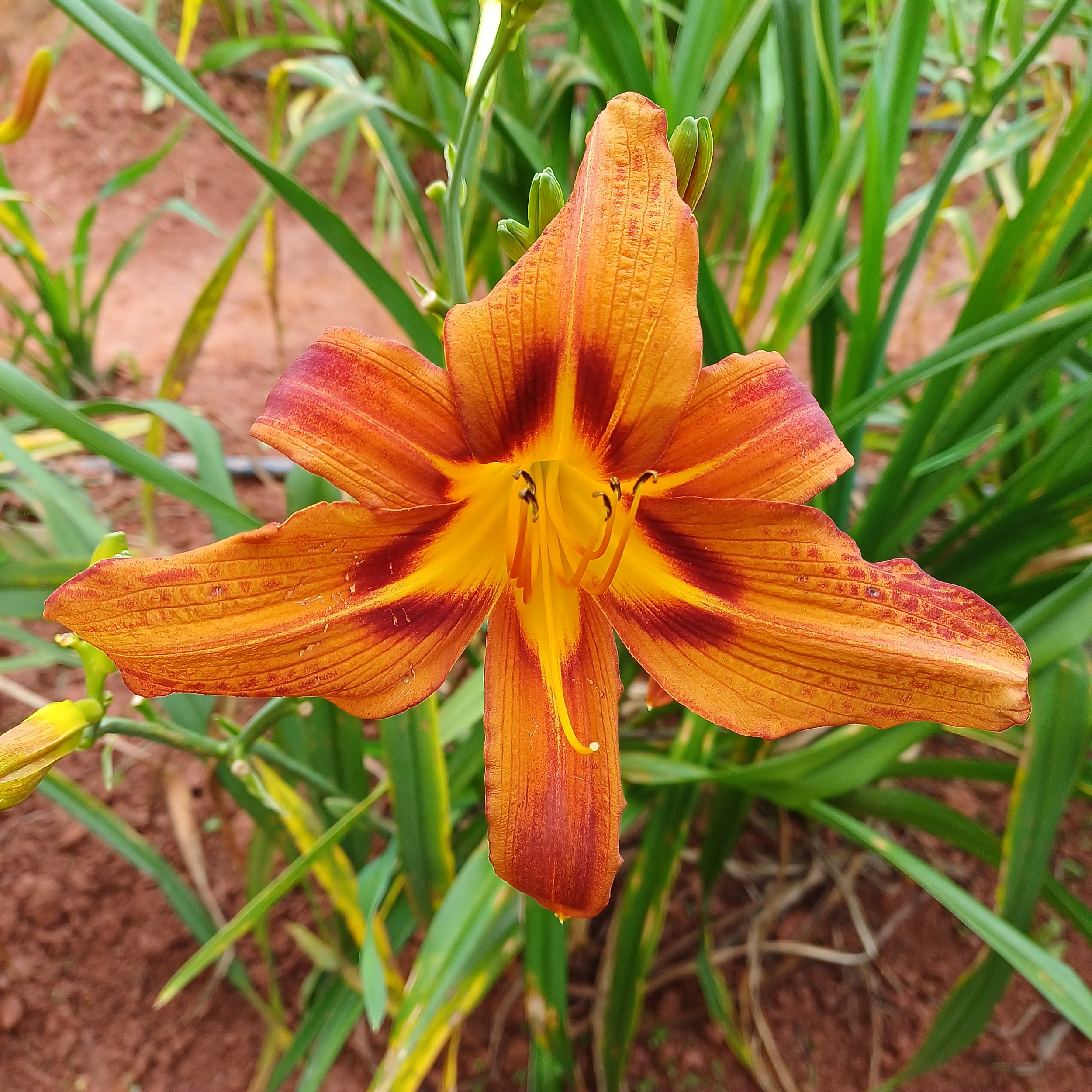Lilium candidum