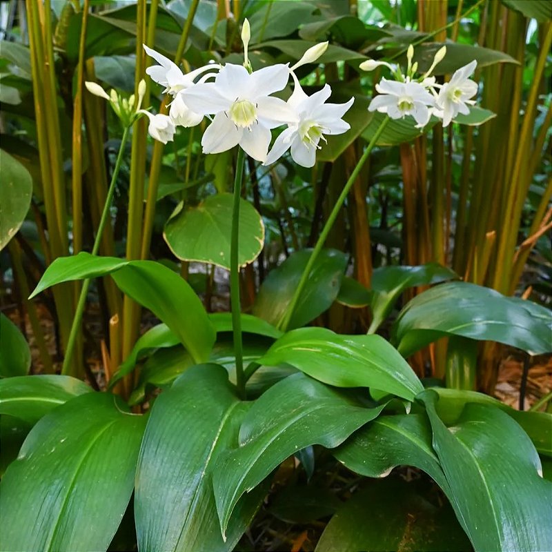 como cultivar lírio do amazonas