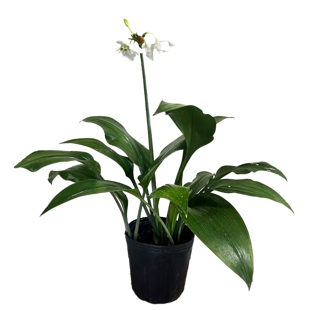 lirio do amazonas floração
