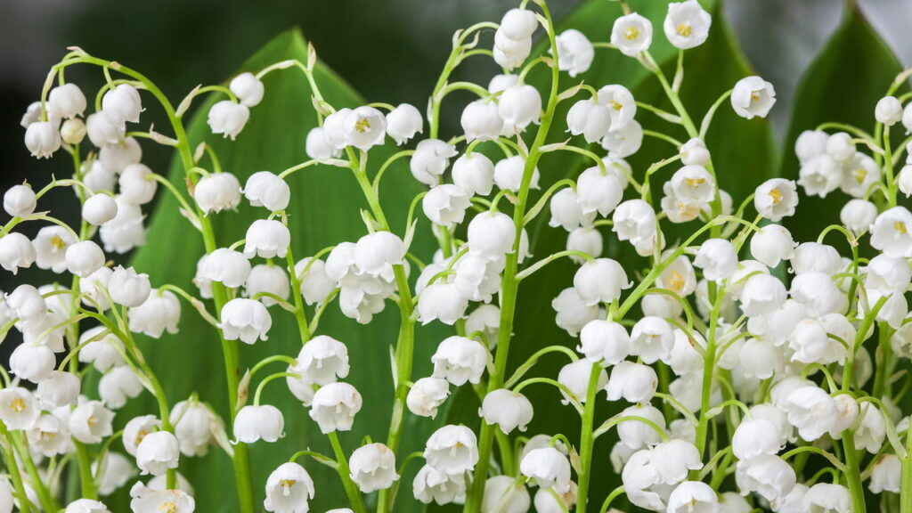 erros comuns ao tentar cultivar lírio do vale em casa