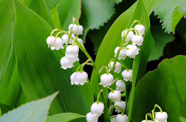 plantas venenosas para cães