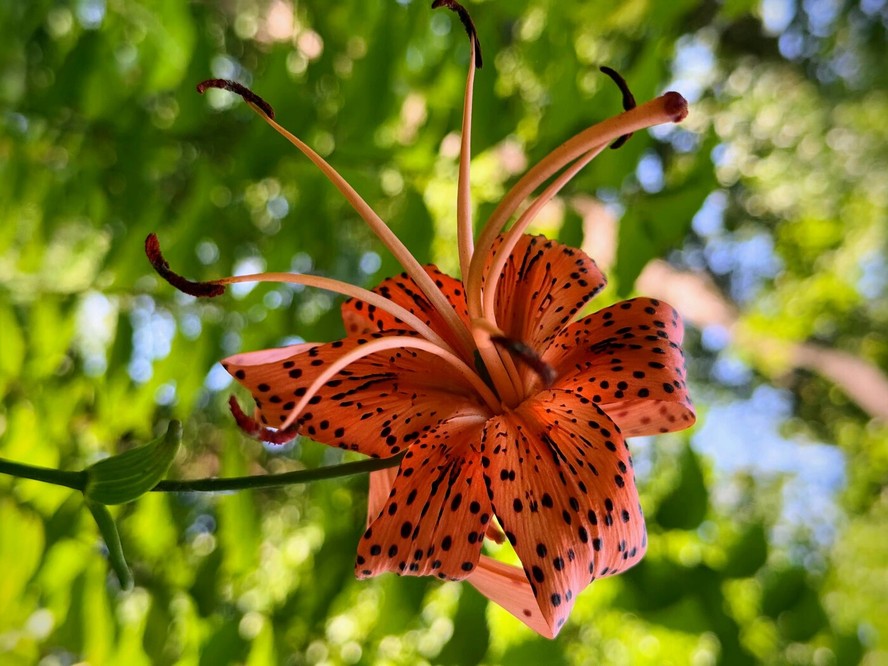 lirio gosta de sol ou sombra