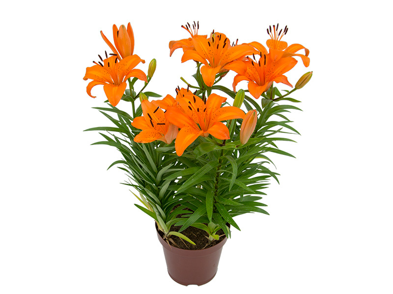 Lírio Laranja de Jardim