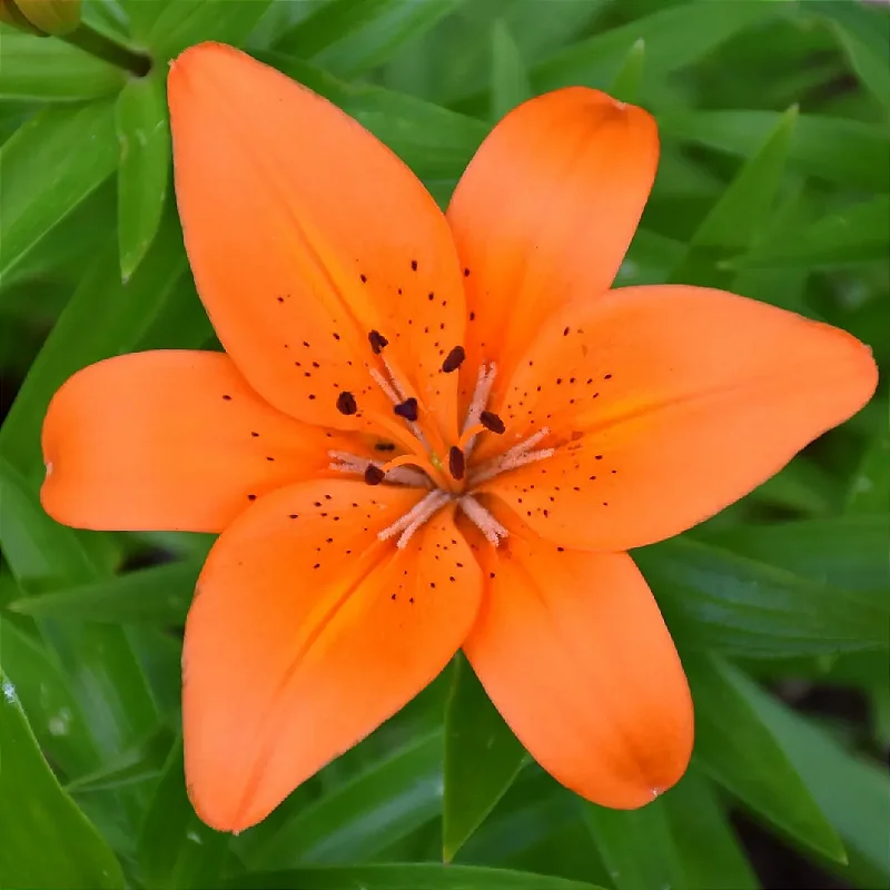 Lírio Laranja (Lilium bulbiferum)