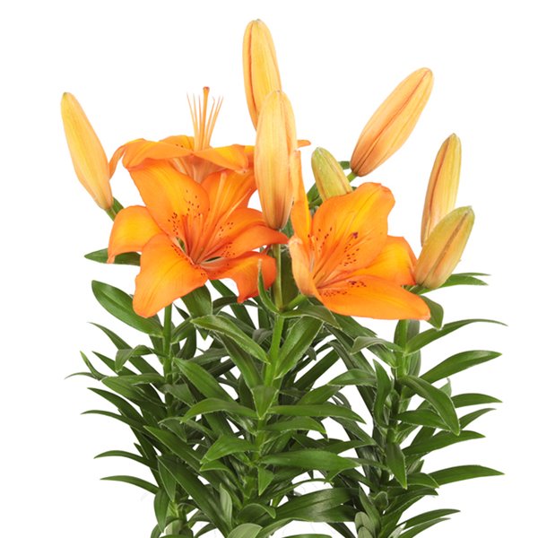 Lírio Laranja de Jardim