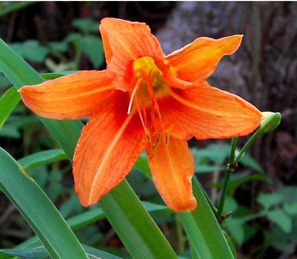 Lírio Laranja (Lilium bulbiferum)