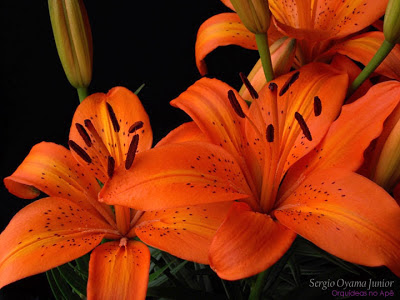 Lírio Laranja Para Dizer Que Te Adoro