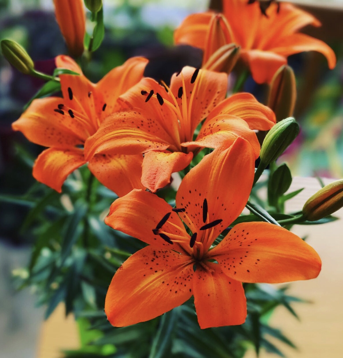 Lírio Laranja (Lilium bulbiferum)