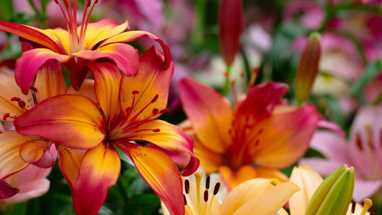 Lírio Laranja Para Dizer Que Te Adoro