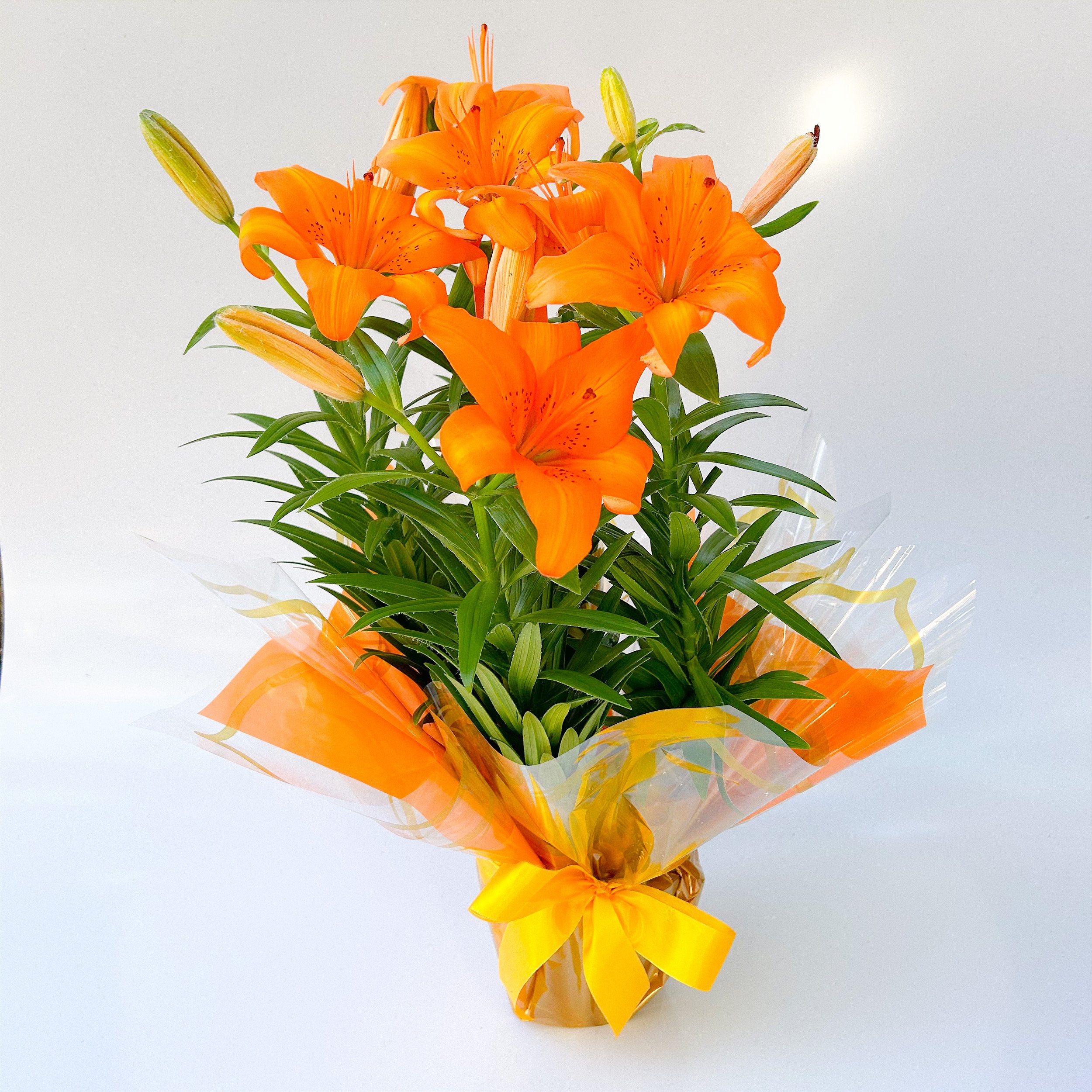 Lírio Laranja Para Dizer Que Te Adoro