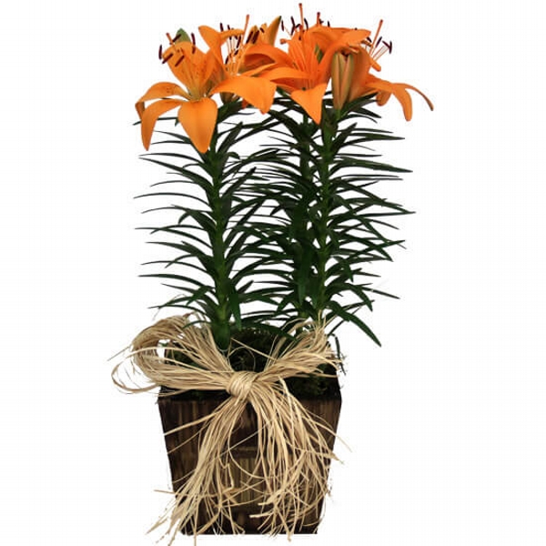 Lírio Laranja (Lilium bulbiferum)