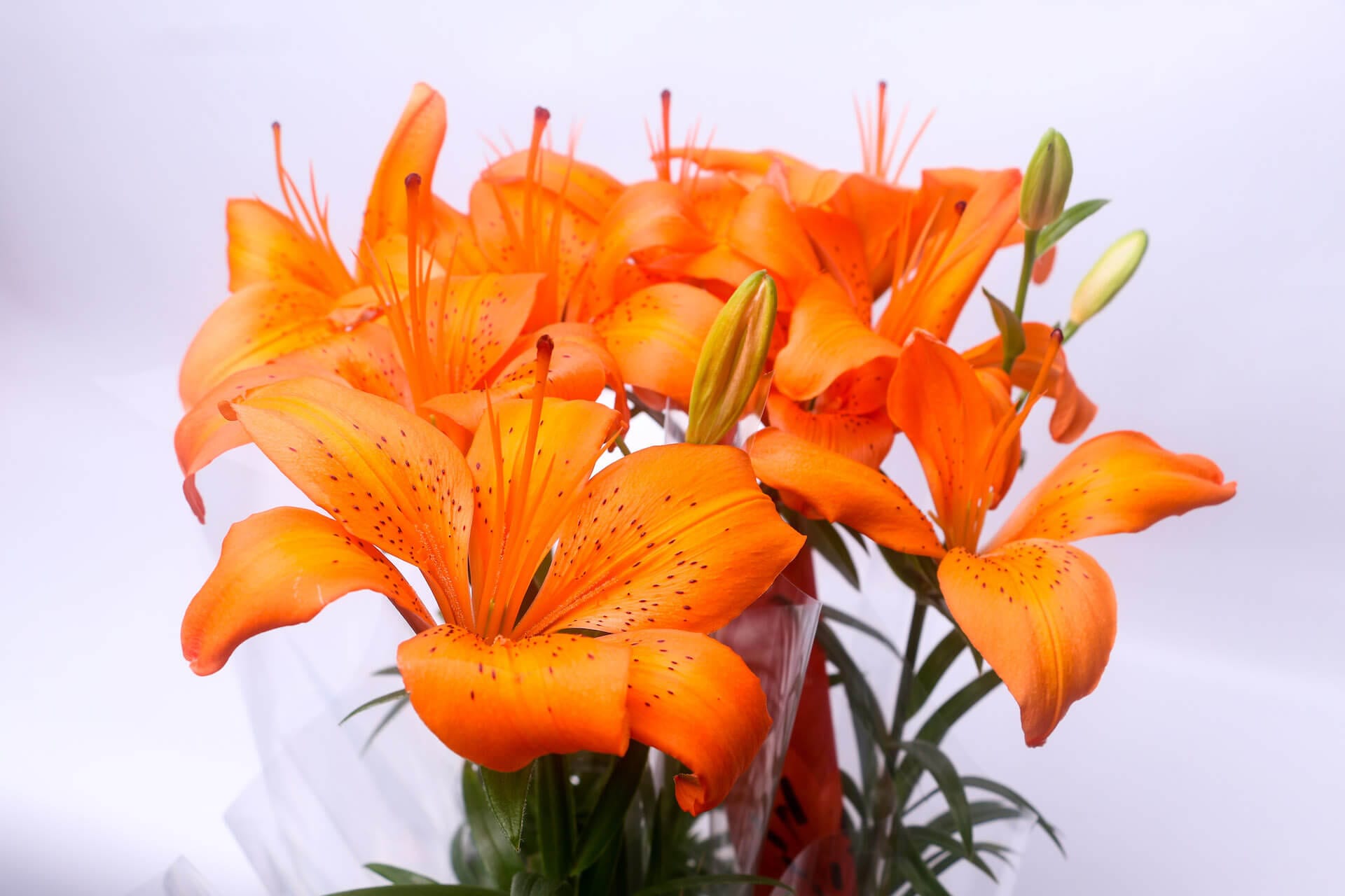 Lírio Laranja (Lilium bulbiferum)