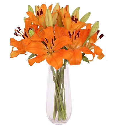 Lírio Laranja de Jardim