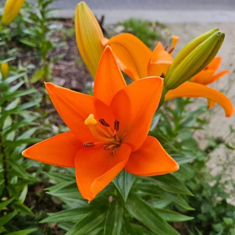 Lírio Laranja (Lilium bulbiferum)