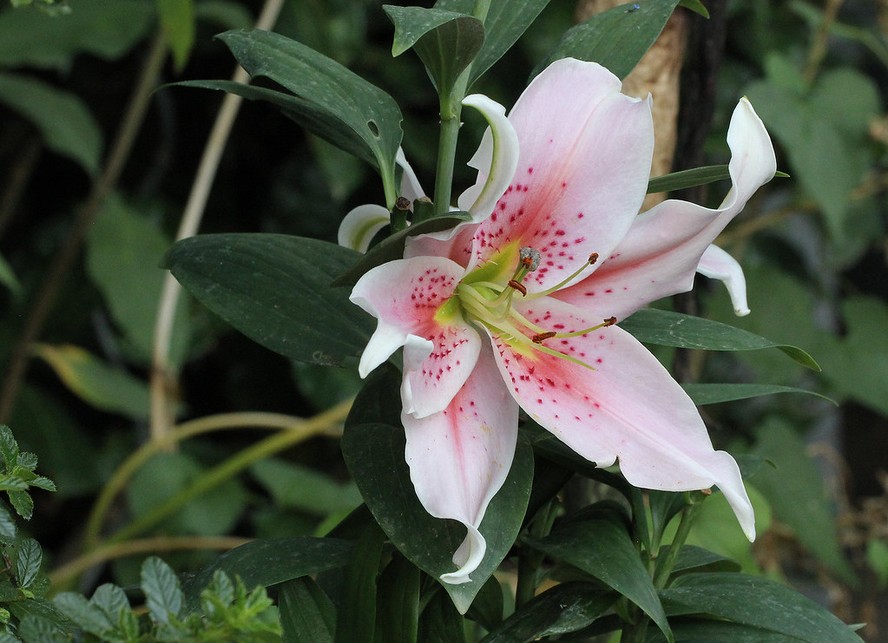 Cultivo de Lírio Oriental em vaso