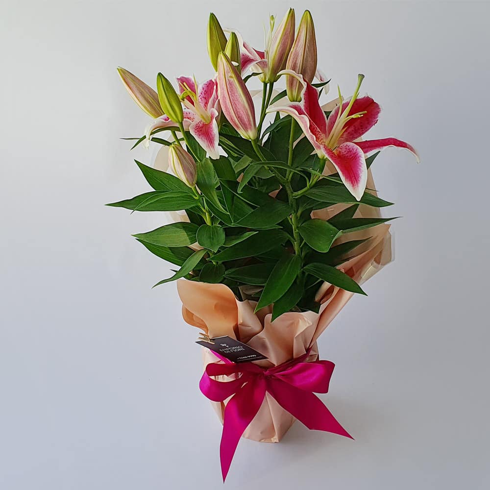 como plantar lírio rosa em vaso passo a passo