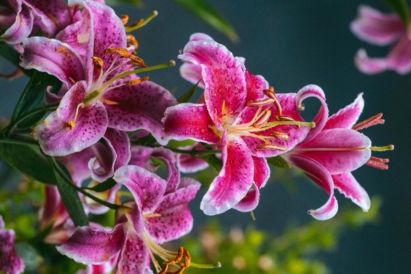 erros comuns ao cuidar de lírio rosa em casa