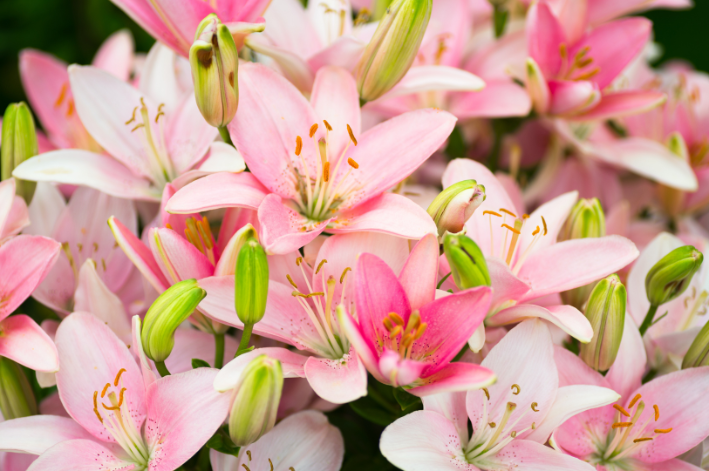 lírio rosa vs lírio branco qual escolher