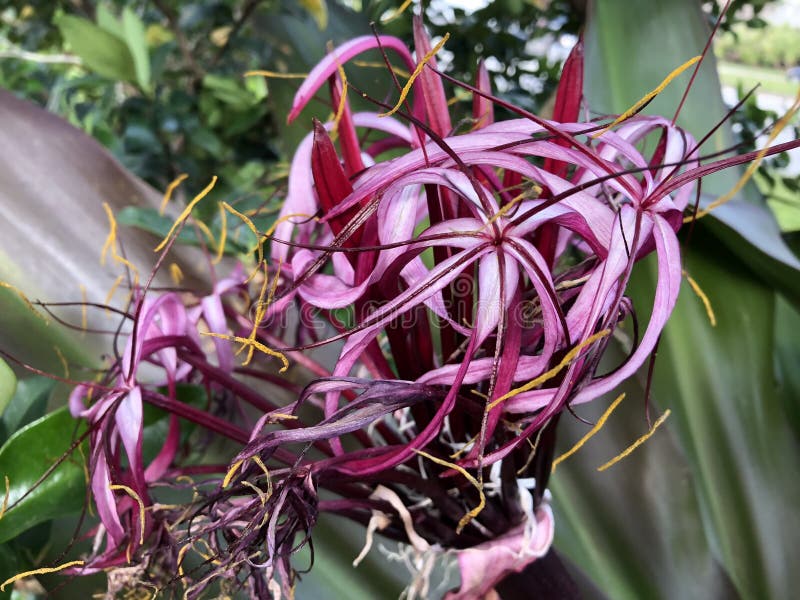 tipos de lírio roxo