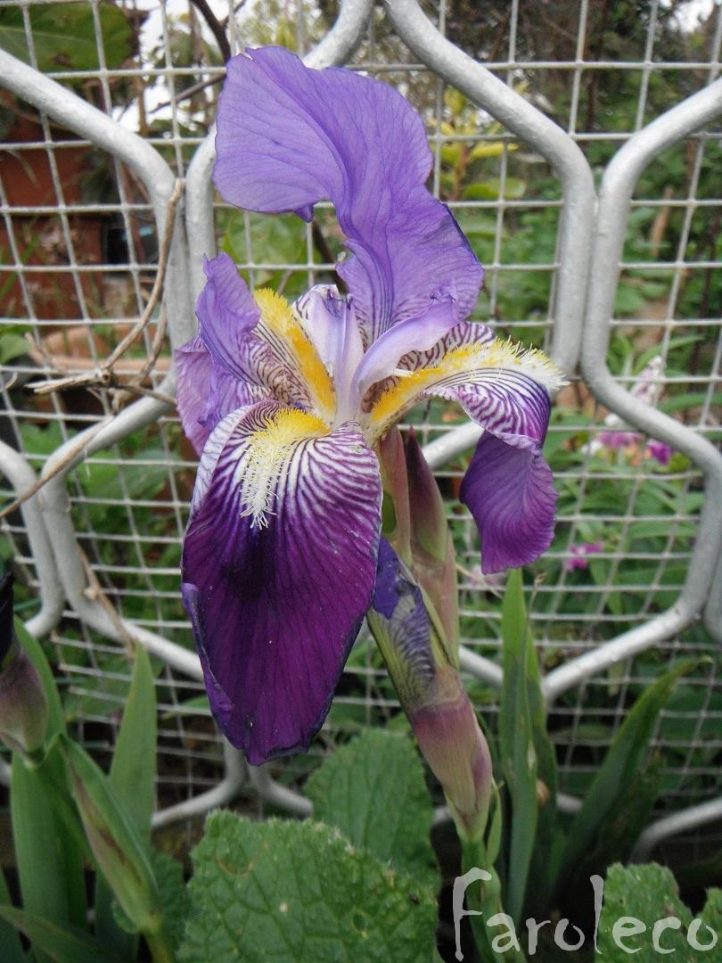 lirio roxo significado espiritual