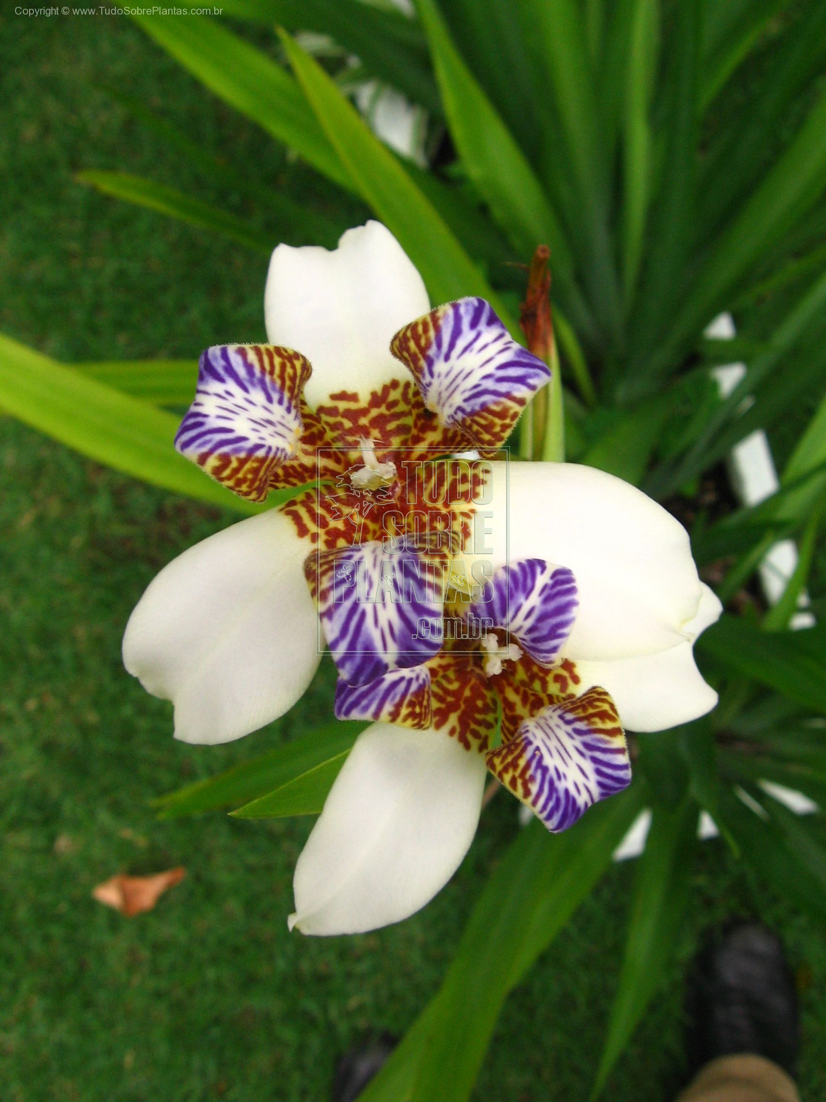 tipos de lírio roxo