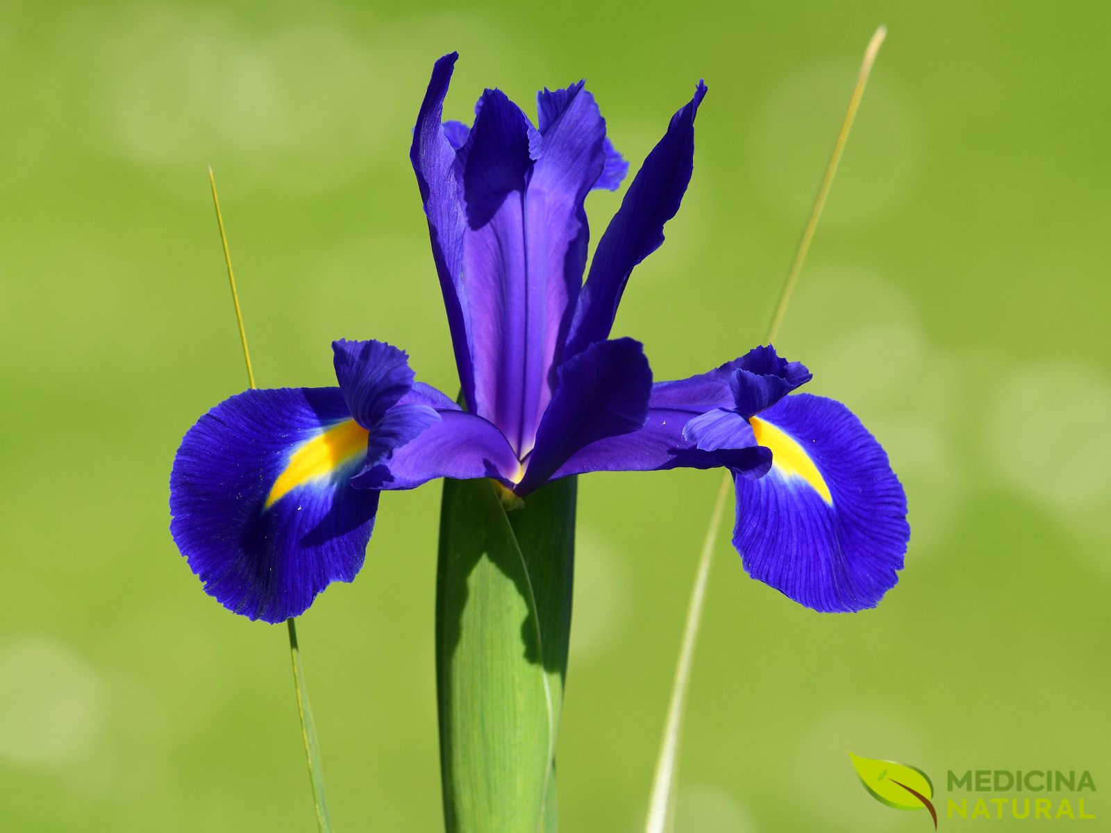 lirio roxo significado espiritual