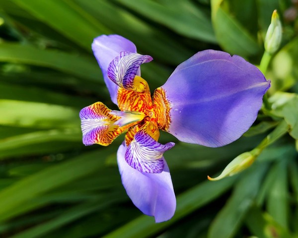 lírio roxo matrimônio