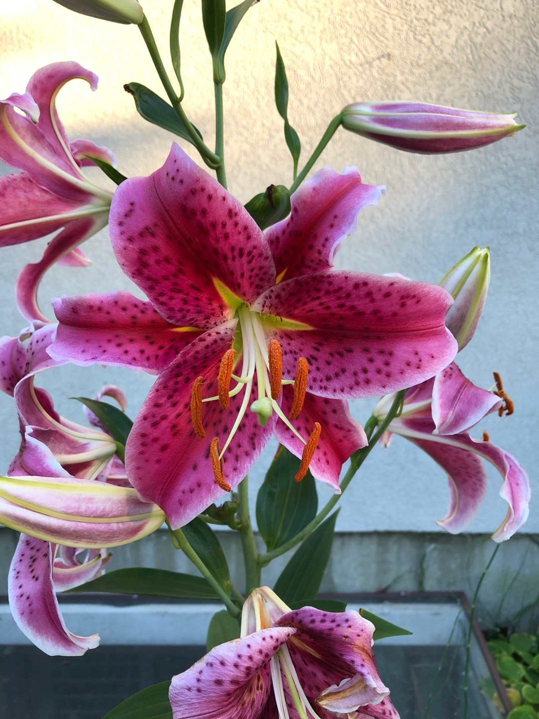 plantar lírio stargazer