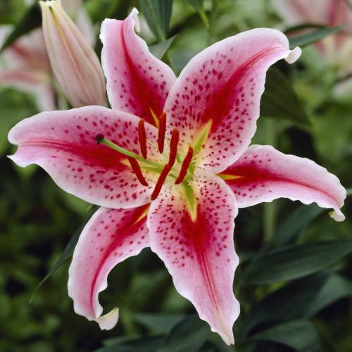 lírio stargazer vaso